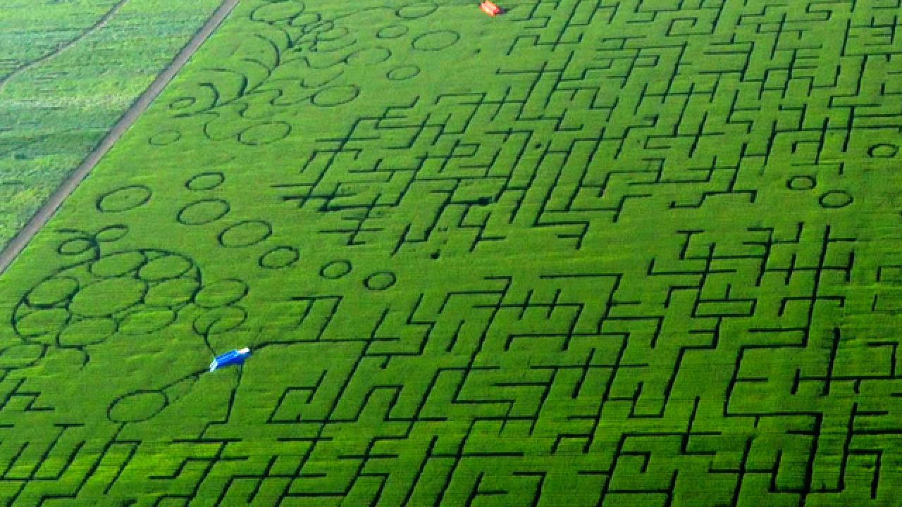 California's 45-Acre Corn Maze