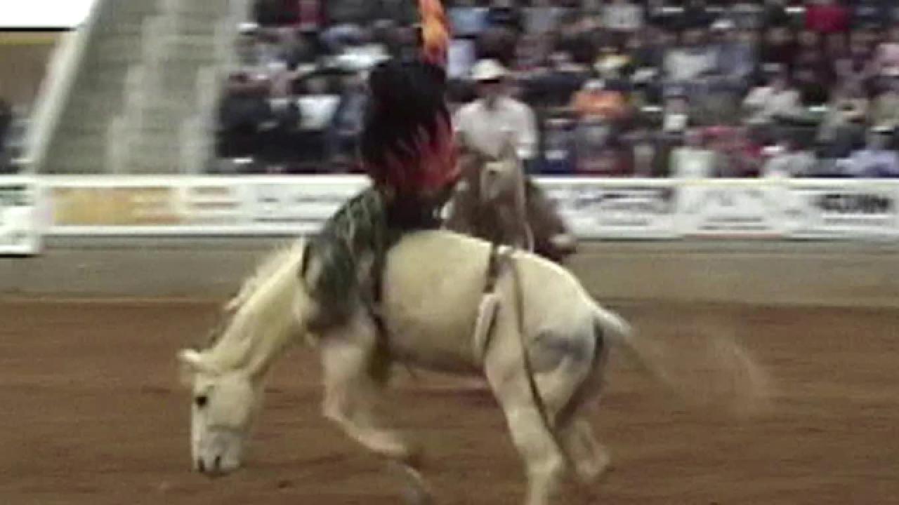 Rodeo Bull Jumps Into Audience