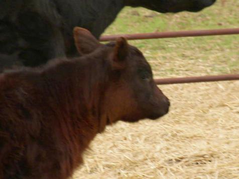 A Calf's Icy Rescue