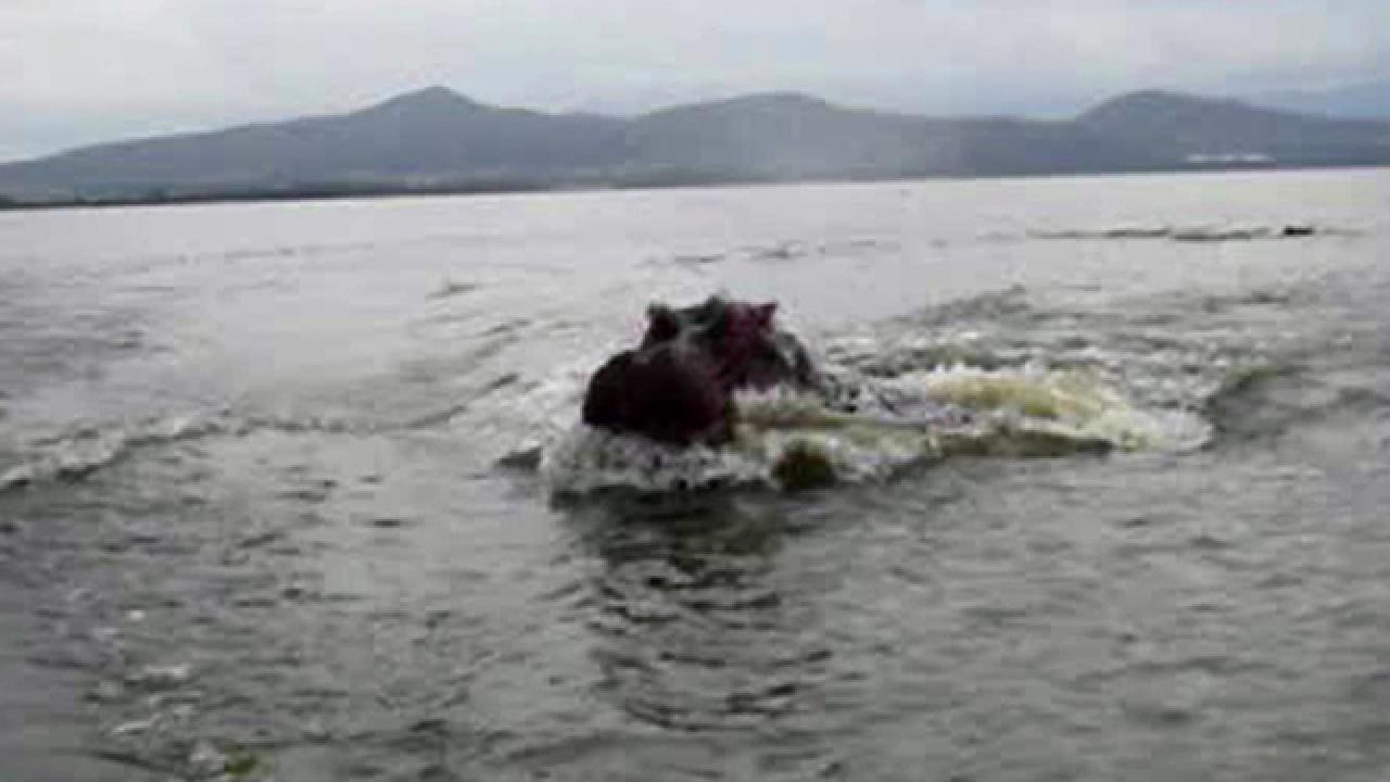Hippo Charges Boat