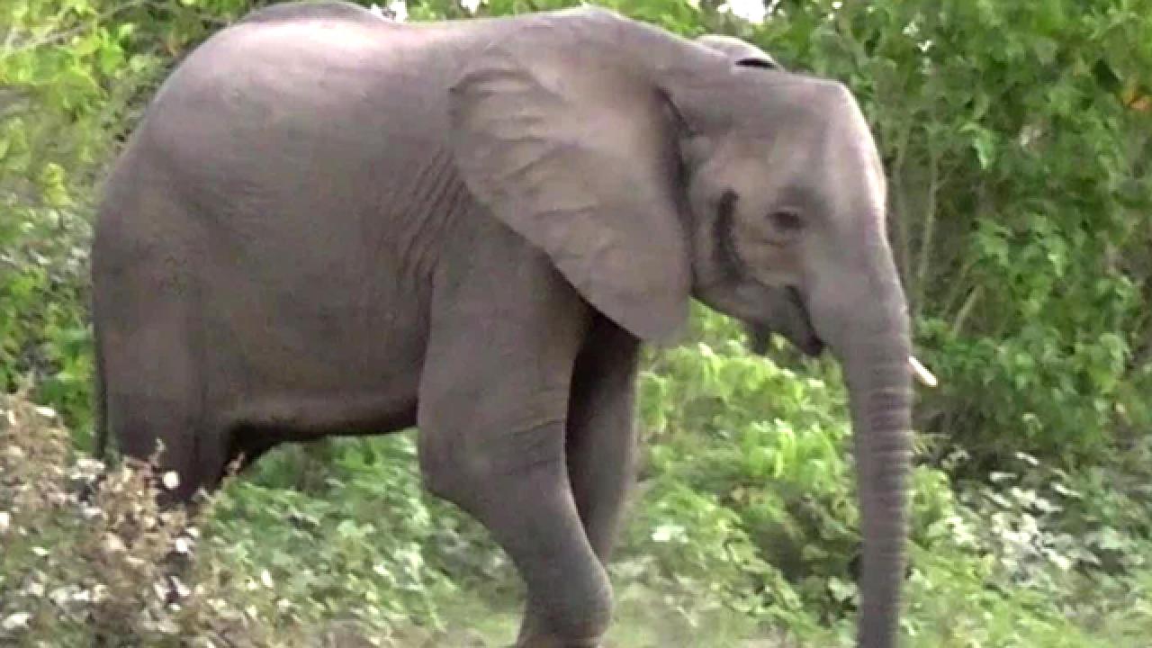 Elephant Assault in Zimbabwe