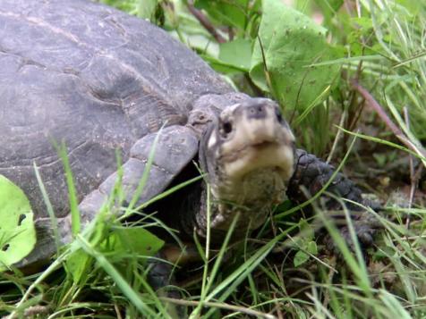 Turtle Massacre on Highway 27