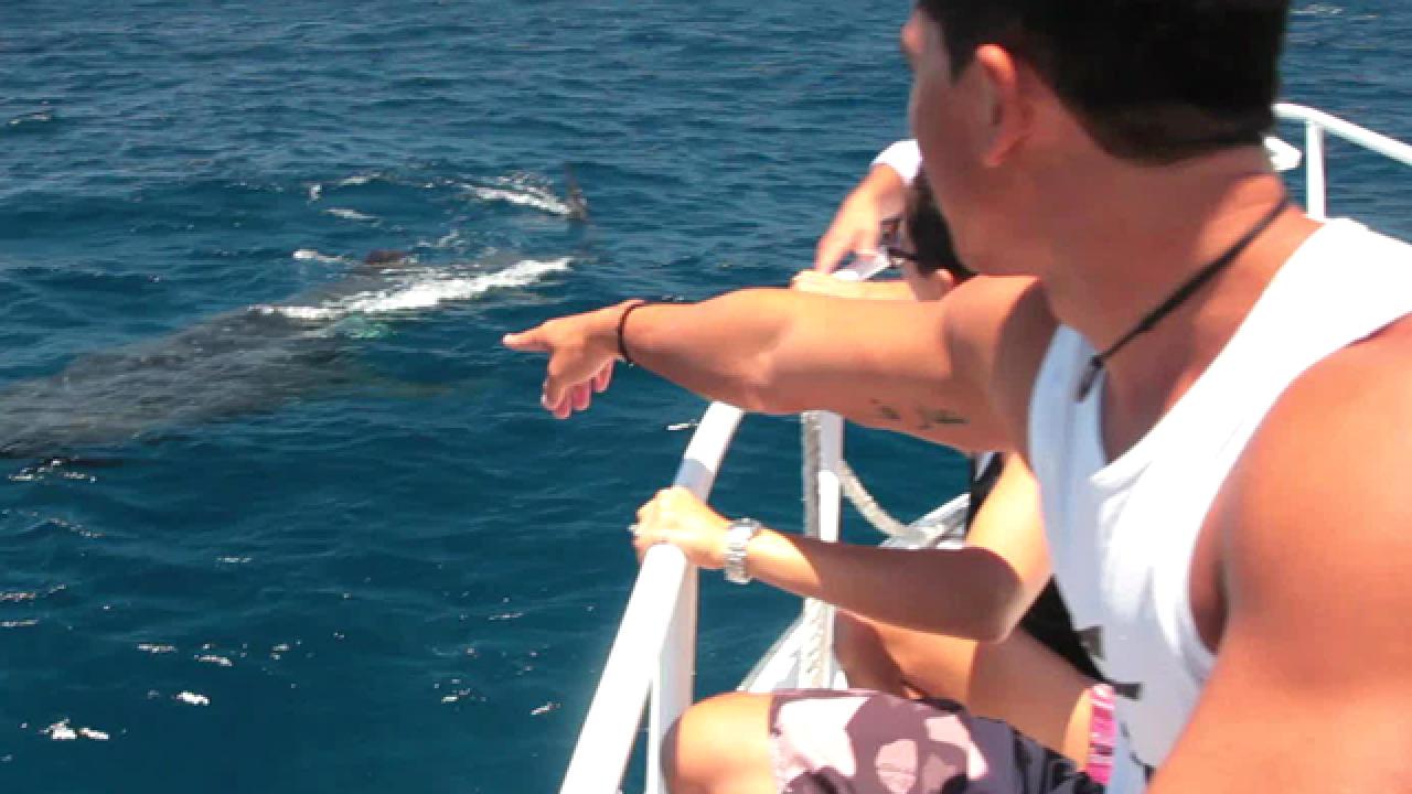Swim With Whale Sharks