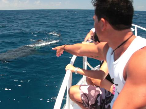 Swim With Whale Sharks