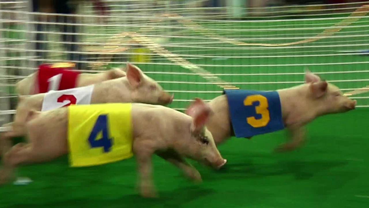 Pigs Race for Cookies