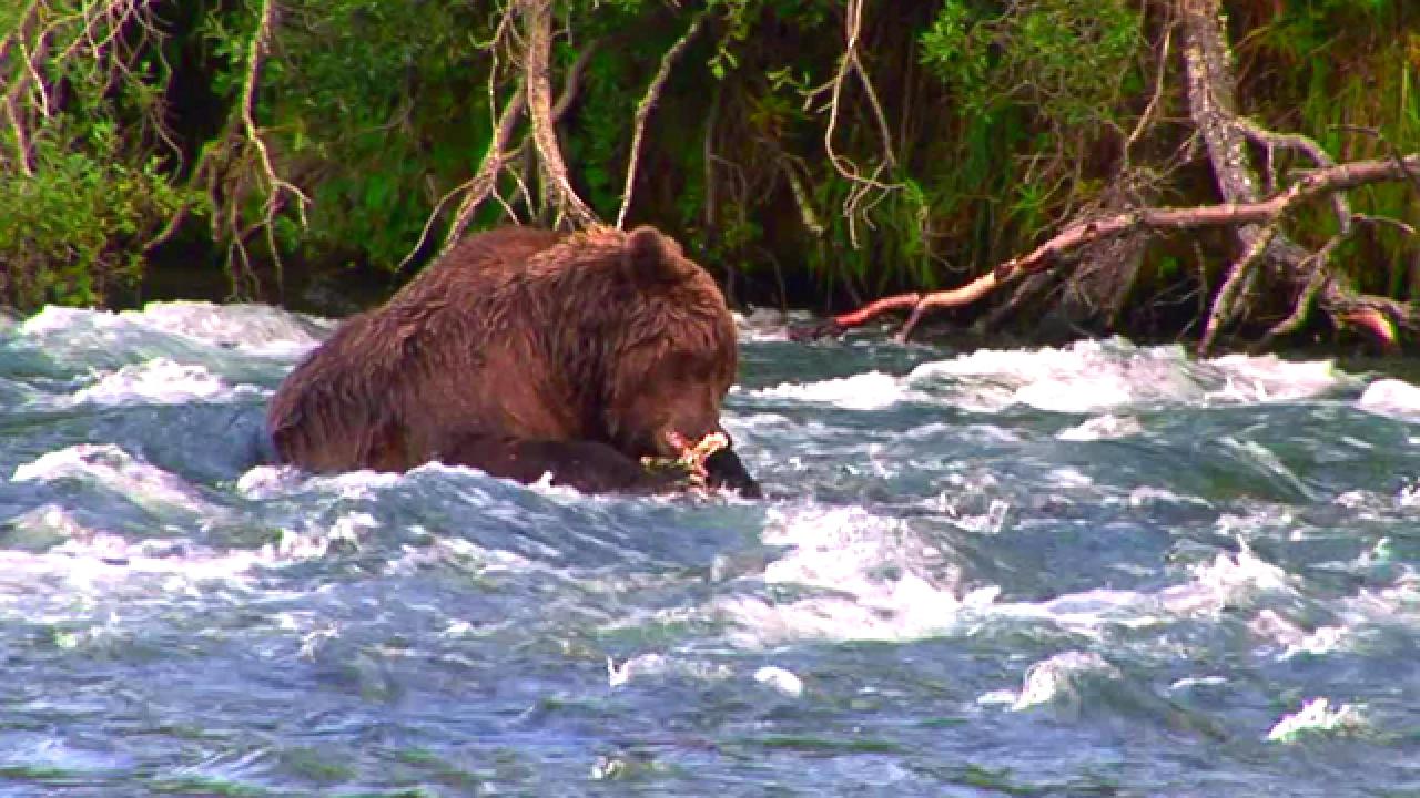 Up Close With Alaskan Bears