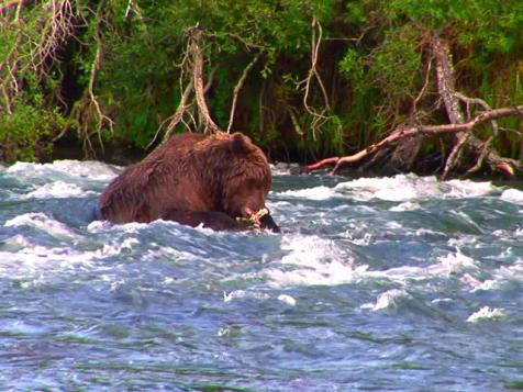 Up Close With Alaskan Bears