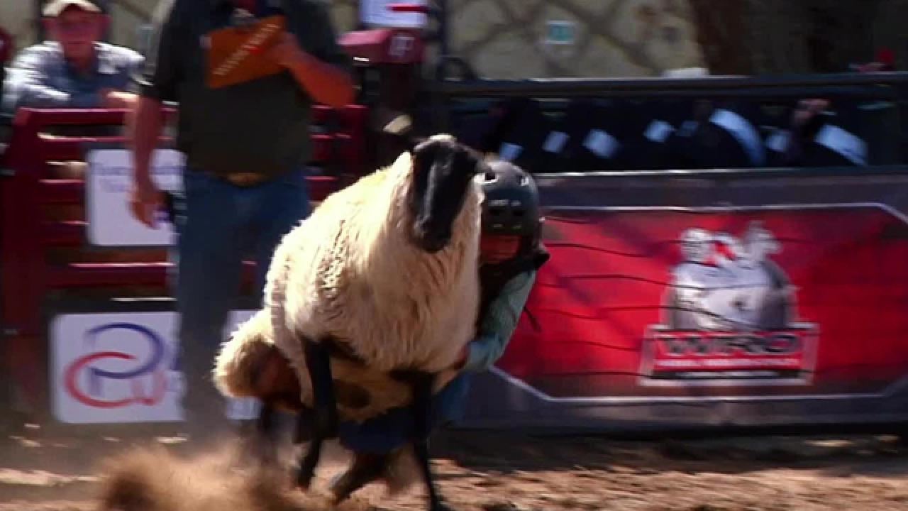 Mutton Busting Is for Kids