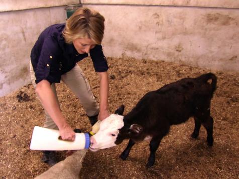 Sam Feeds Baby Farm Animals