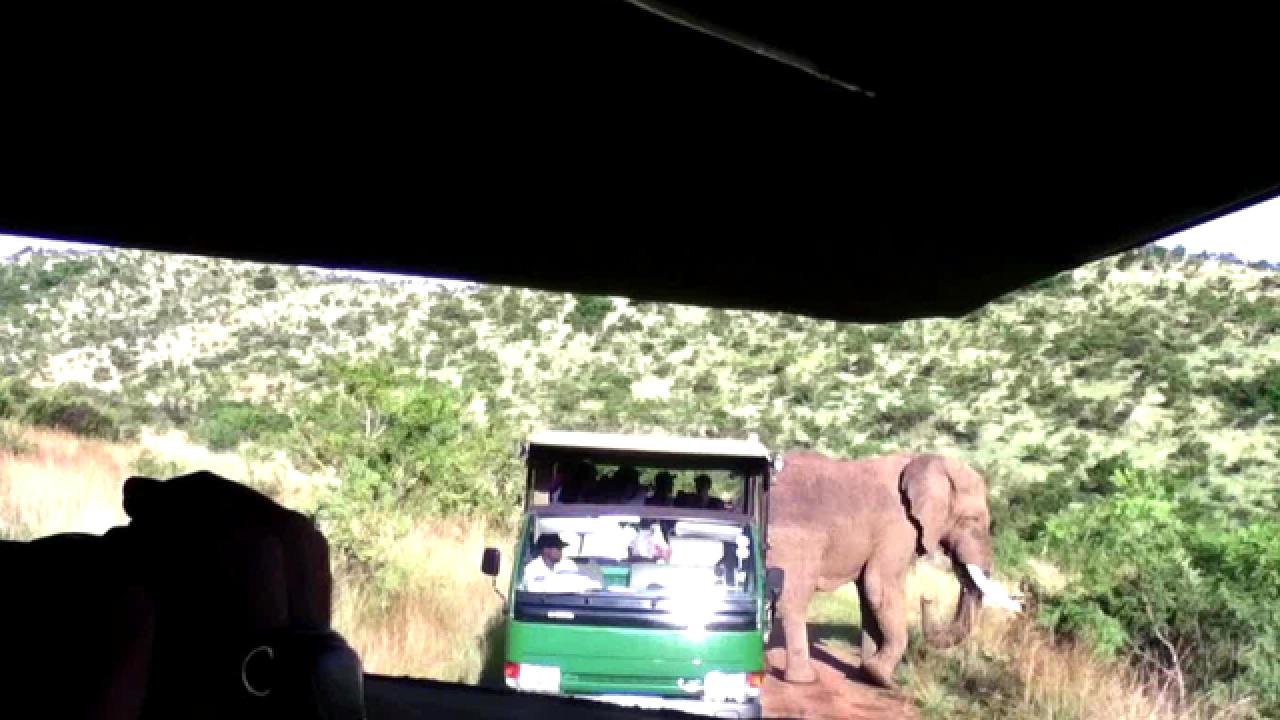 Lioness Safari Scare