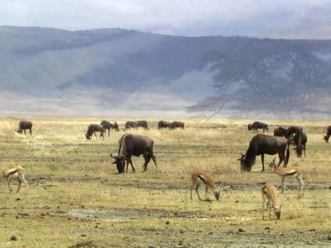 Ngorongoro Crater