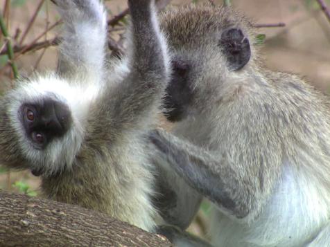 Life in Ngorongoro Crater