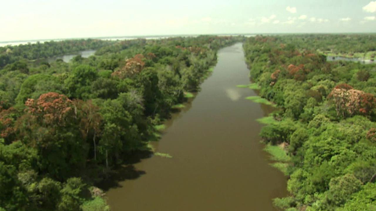 The Forests of Amazonia