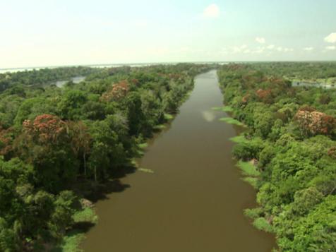 The Forests of Amazonia