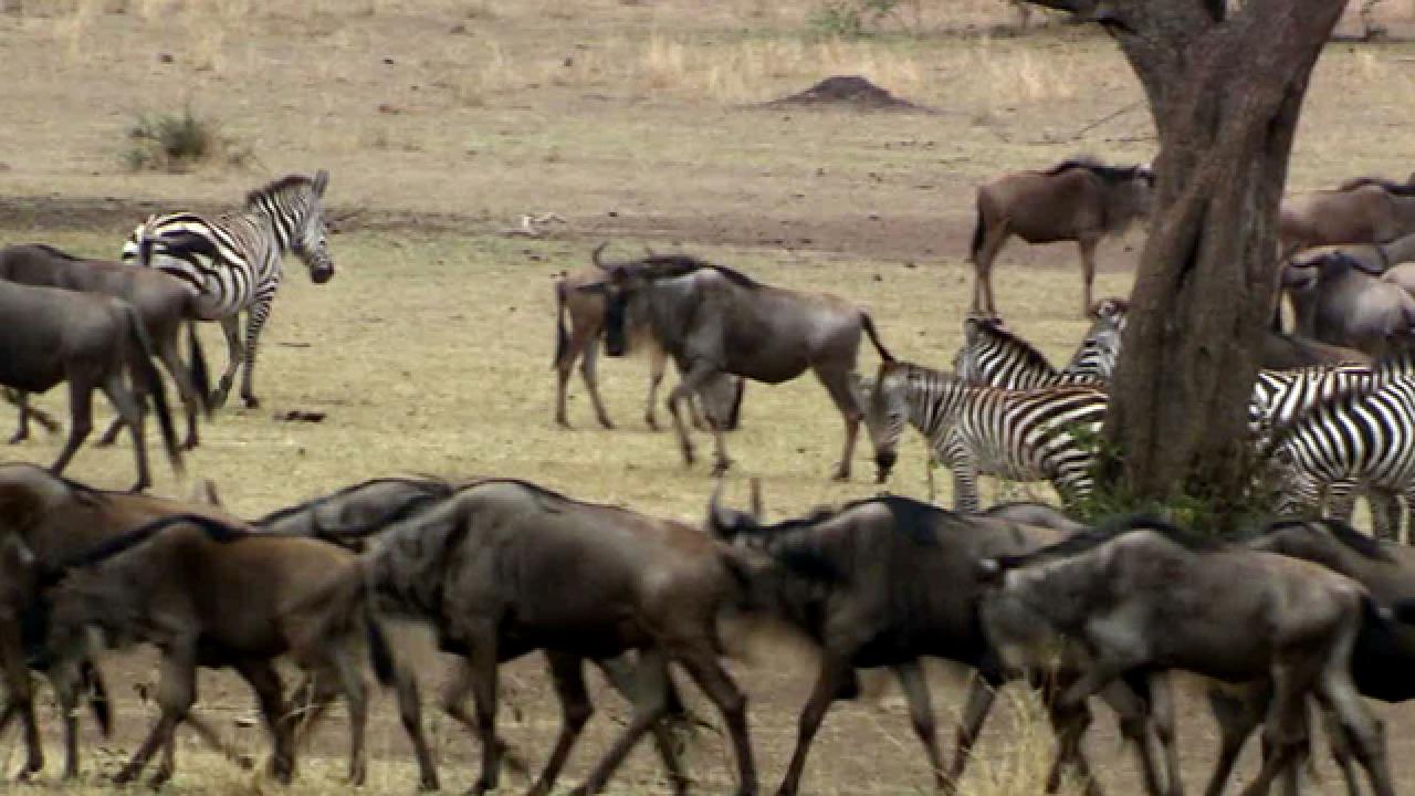The Serengeti Great Migration