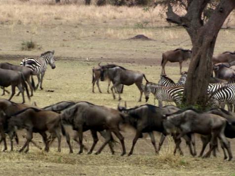 The Serengeti Great Migration