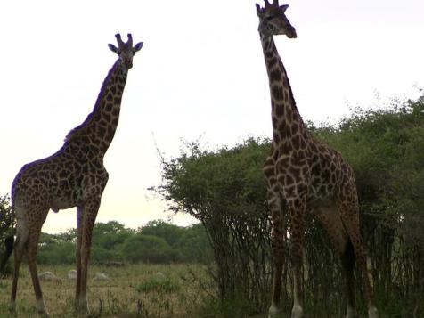 The Serengeti Ecosystem