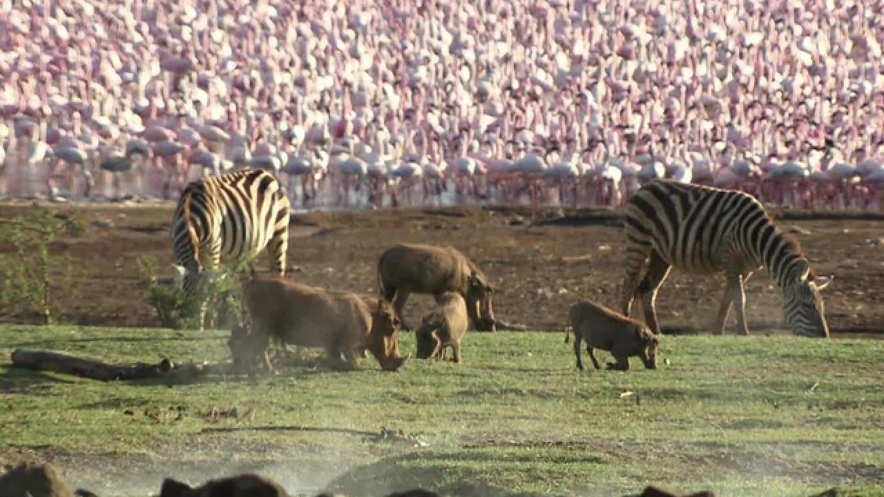In the Pink in Kenya