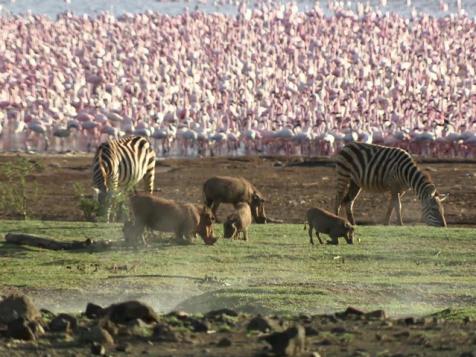 In the Pink in Kenya