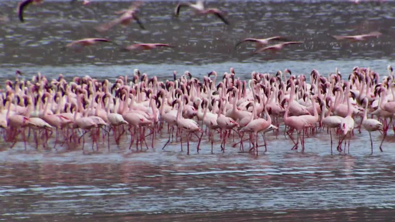Birds of Lake Bogoria