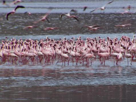 Birds of Lake Bogoria