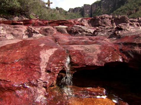 The Flora of Angel Falls