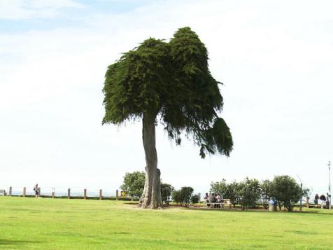 The Last Tree Standing