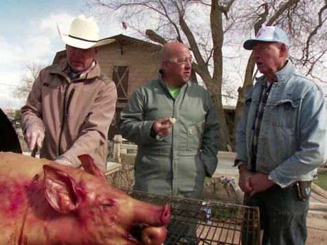 In Vegas, Pigs Eat for Free