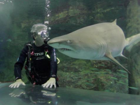 Shark Diving in Sydney