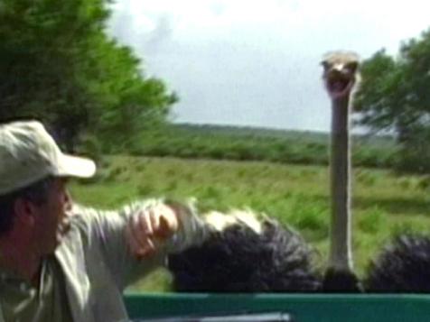 Chased by an Ostrich