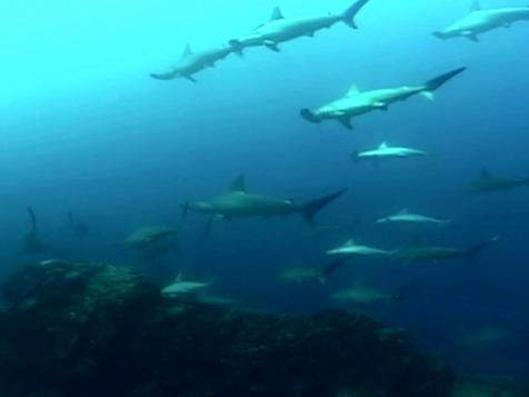 Swimming With Sea Lions