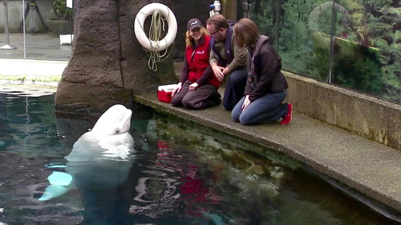 Visit the Vancouver Aquarium