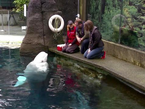 Visit the Vancouver Aquarium