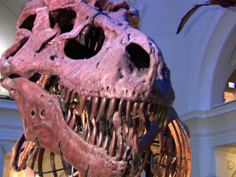 How Did Sue the T-Rex Die?