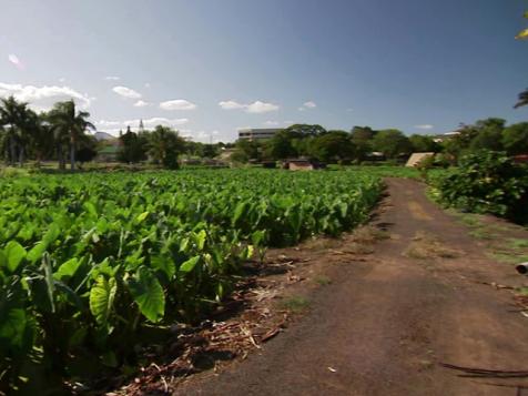 Oahu's Plantation Village