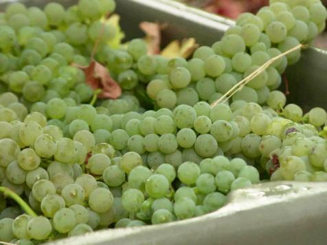 Grape Picking in California