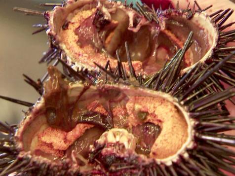 Tasty Test-Tube Sea Urchins