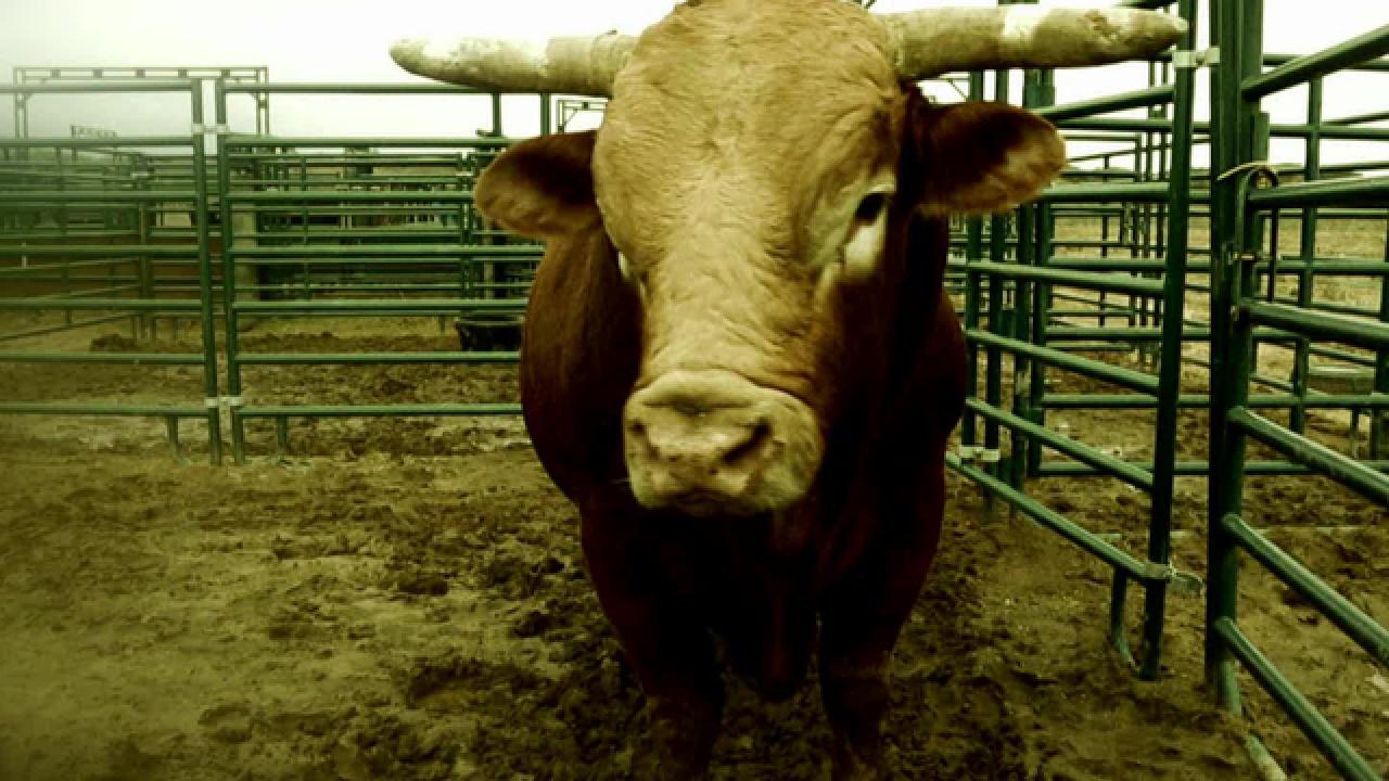 Bull Riding in Texas