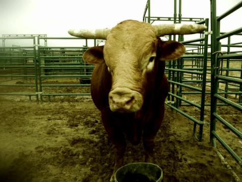 Bull Riding in Texas