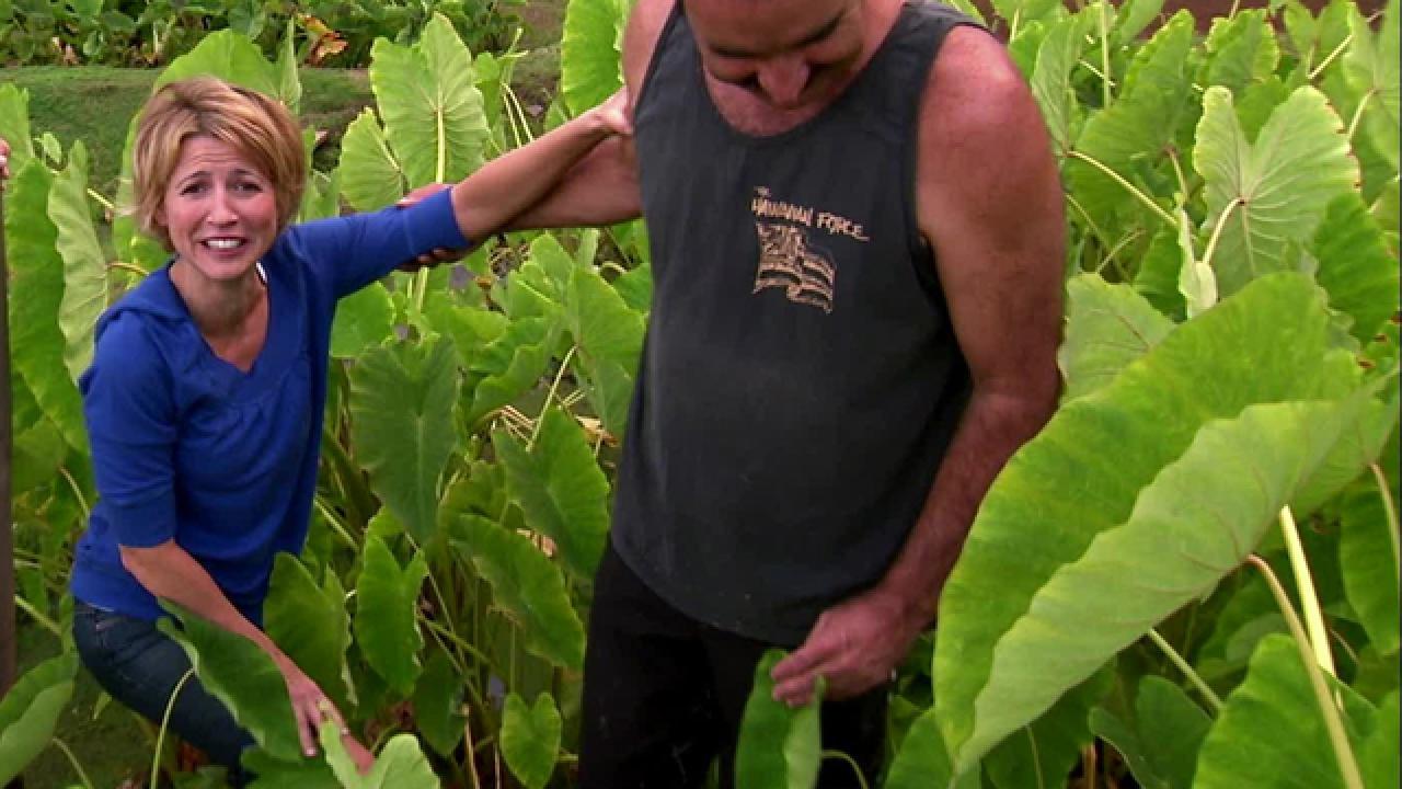 Harvesting Taro in Hawaii