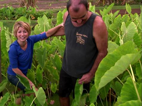 Harvesting Taro in Hawaii