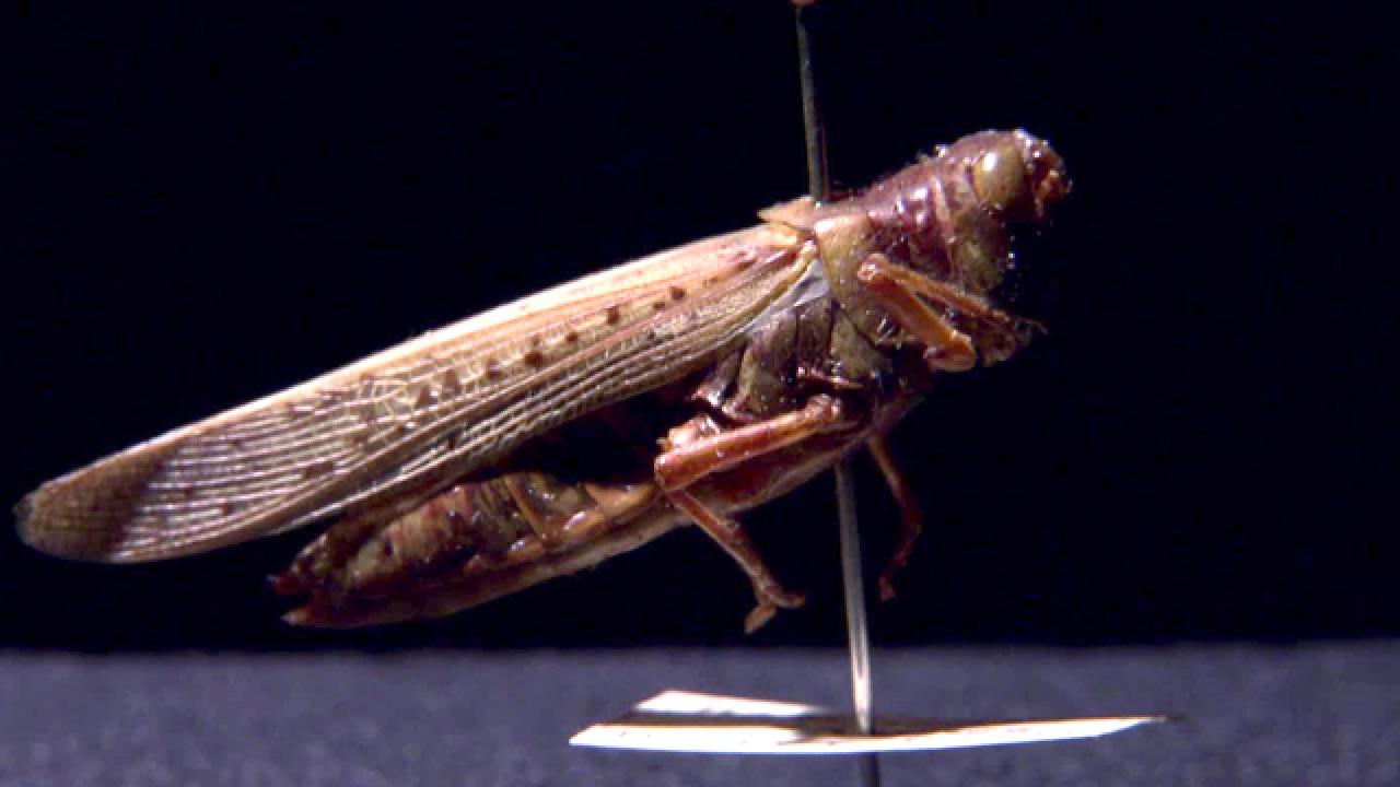 Apocalyptic Locust Swarm