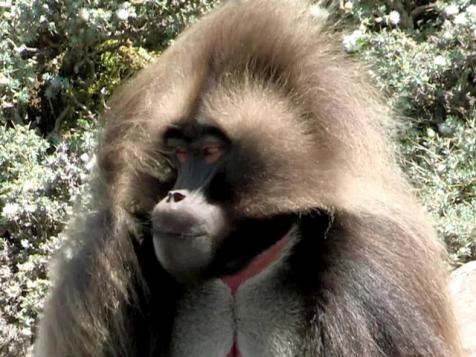 Baboons in Ethiopia