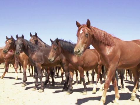 Capturing Wild Horses