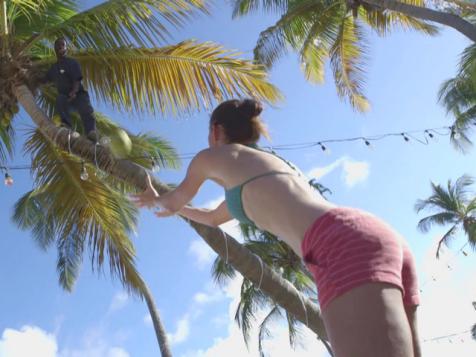 Coconut Tree Climber