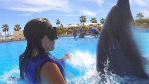 Swimming With Cabo Dolphins
