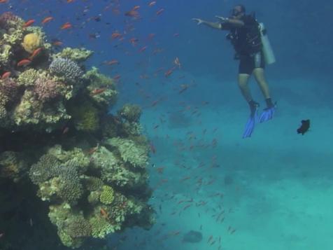 Wonders Under the Red Sea