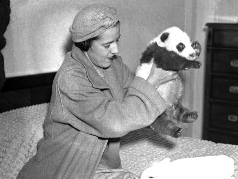 The Lady and the Panda