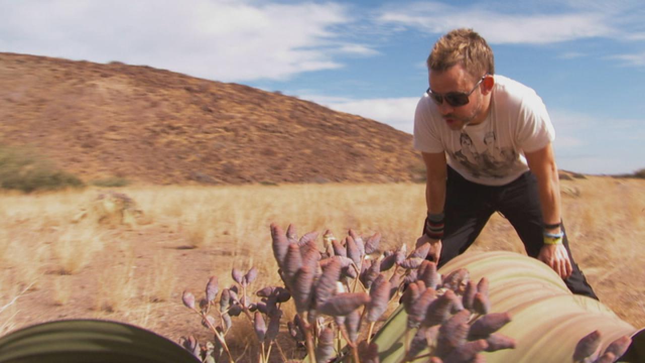 Welwitschia Plant in Namibia