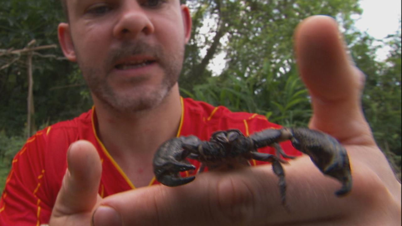 Finding a Scorpion in Vietnam